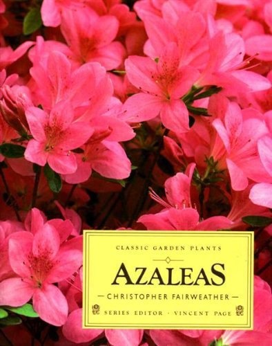 Azaleas by Christopher Fairweather