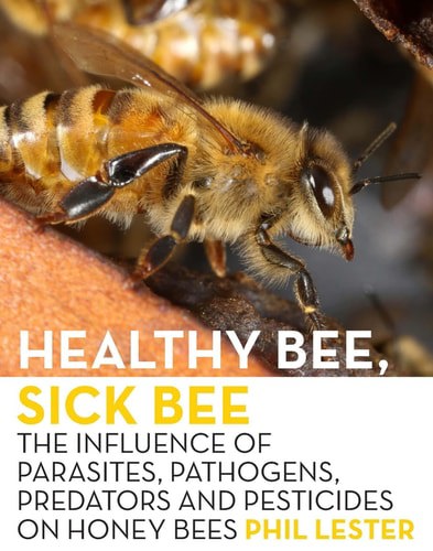 Healthy Bee, Sick Bee by Phil Lester