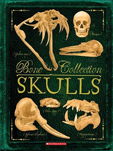 Bone Collection: Skulls